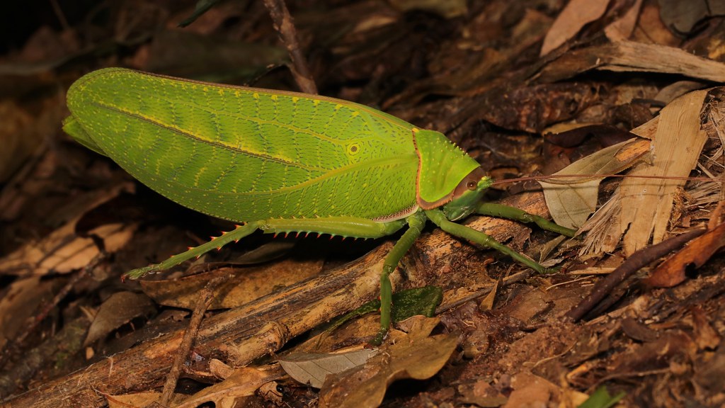 Giant False Leaf Katydid (Pseudophyllus titan, Pseudophyll… Flickr