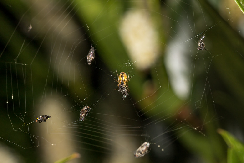 Stocking The Larder Mark (Busy With Bats At The Moment) Flickr