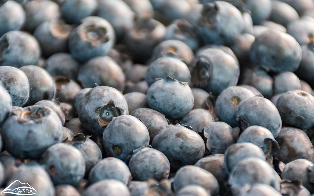 Blueberries Washington State Department of Agriculture Flickr