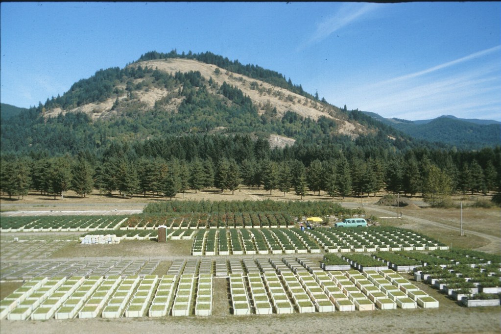 c.2000. Overview of Dorena Resource Center blister… Flickr