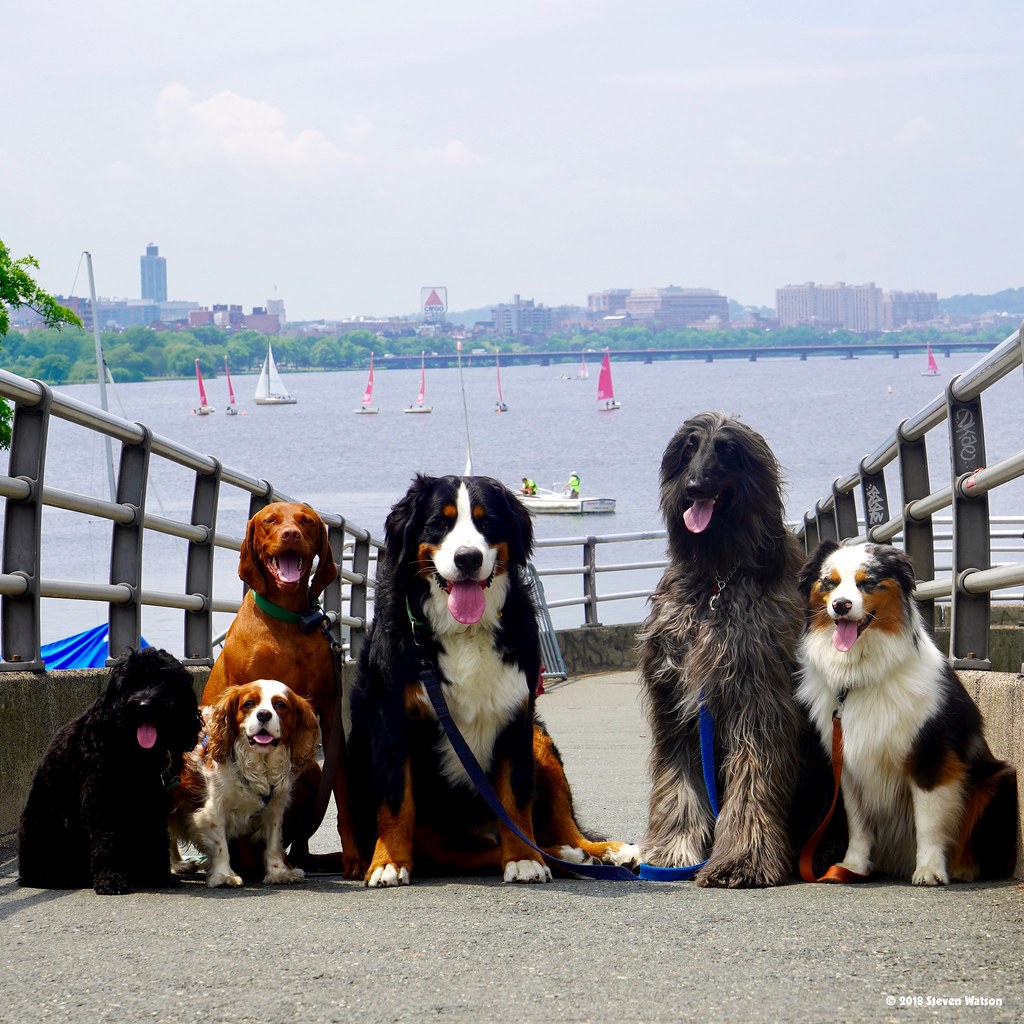 © 2018 Pedestrians Dogs Best Friend 10901 Flickr