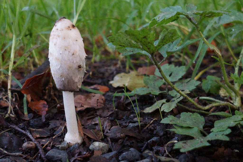 Coprinus comatus Dr. HansGünter Wagner Flickr