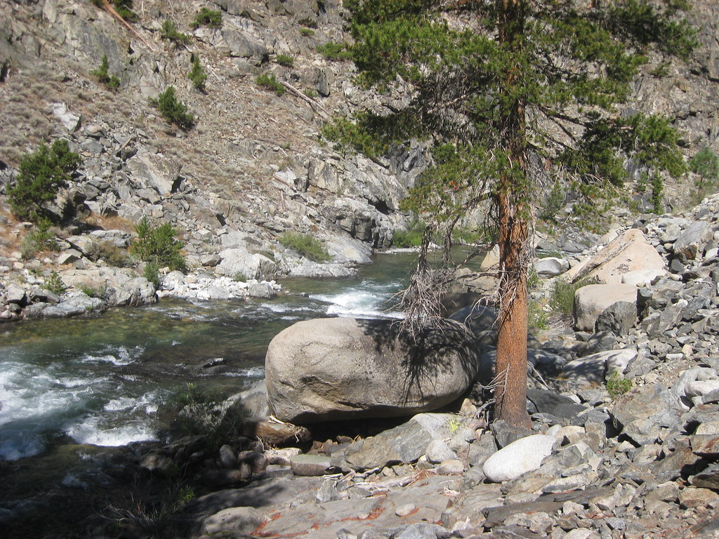 Lodgepole near river BigSchill Flickr