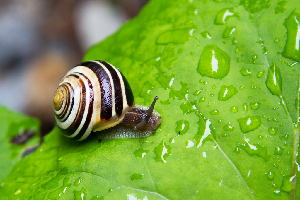 Snail after the rain Hani H Flickr