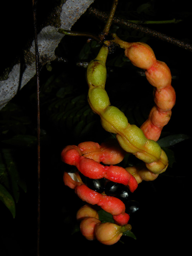 Cojoba sophorocarpa (Benth.) Britton & Rose Vascular Plant… Flickr