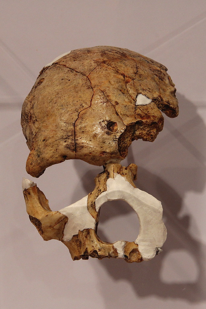Homo Helmei This cranium from Florisbad, South Africa repr… Flickr