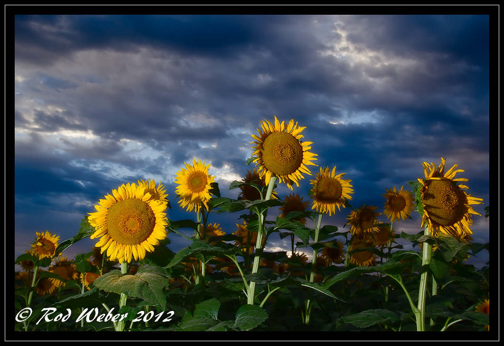 Sunflowers by Lawrence Kansas Rod er Flickr