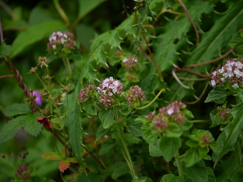 Jungli Marvo (Gujarati જંગલી મરવો) Lamiaceae (mint family… Flickr