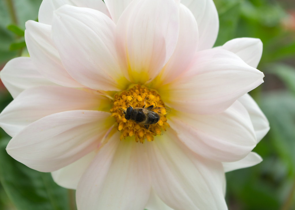 Little Bee on a Dahlia Dahlias that attract bees a lot. SM… Flickr