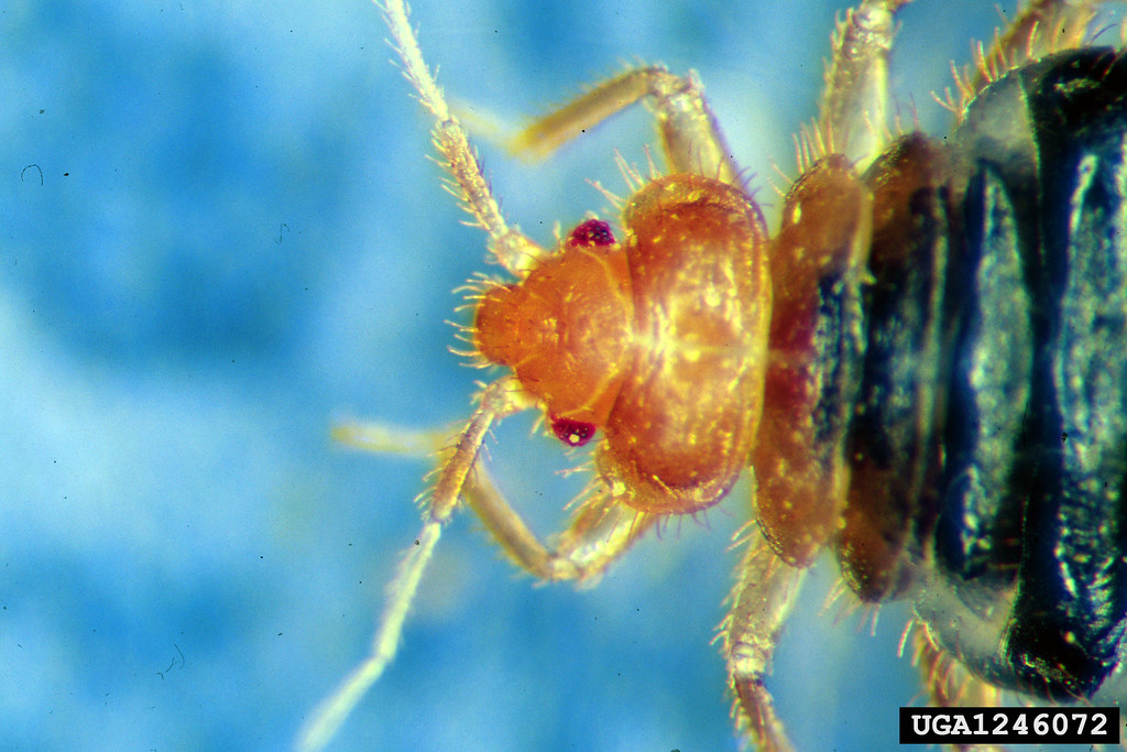 Pests Bed Bugs British Pest Control Association Flickr