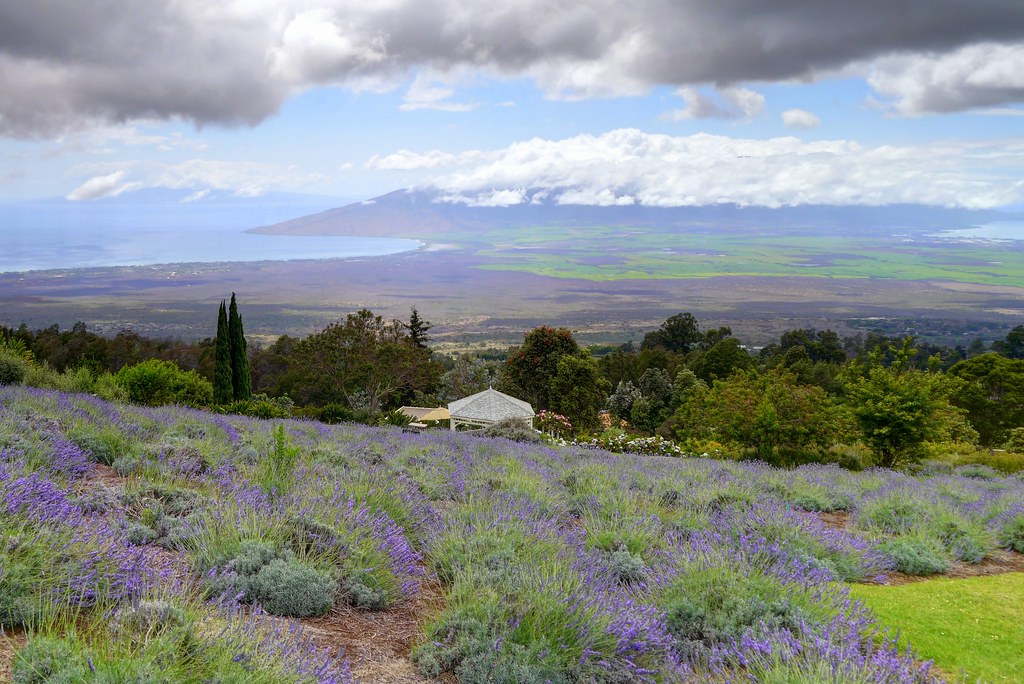 Scenes from the Kula Lavender Farm WxSW Look Located in … Flickr