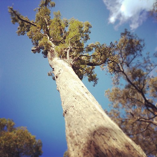 Giant Jarrah Tree gumtree australia seeAustralia Jarra… Flickr