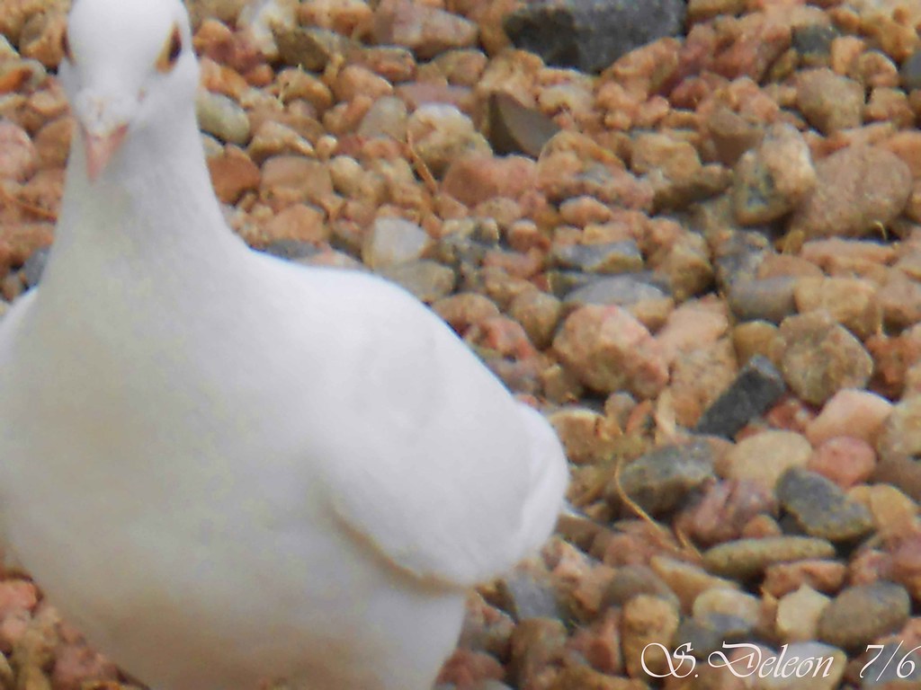 white dove front yard He appeared in my front yard, while … Flickr