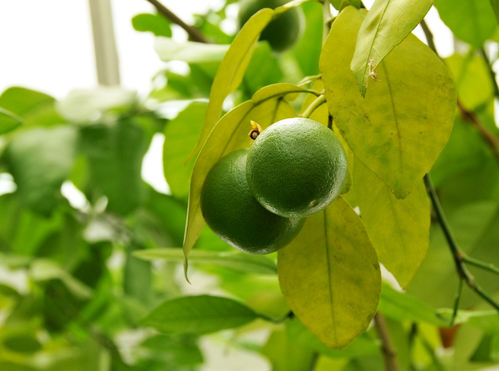 Unripe Grapefruit At the New York Botanical Garden Steven