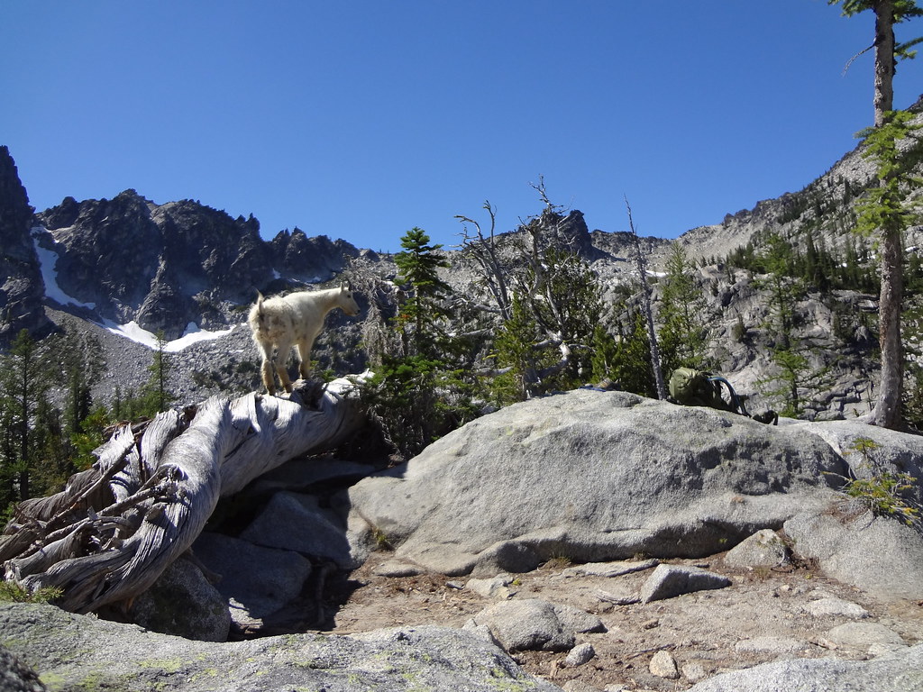 Mountain Goats At Hoseshoe Lake Born 2 B Brad Flickr
