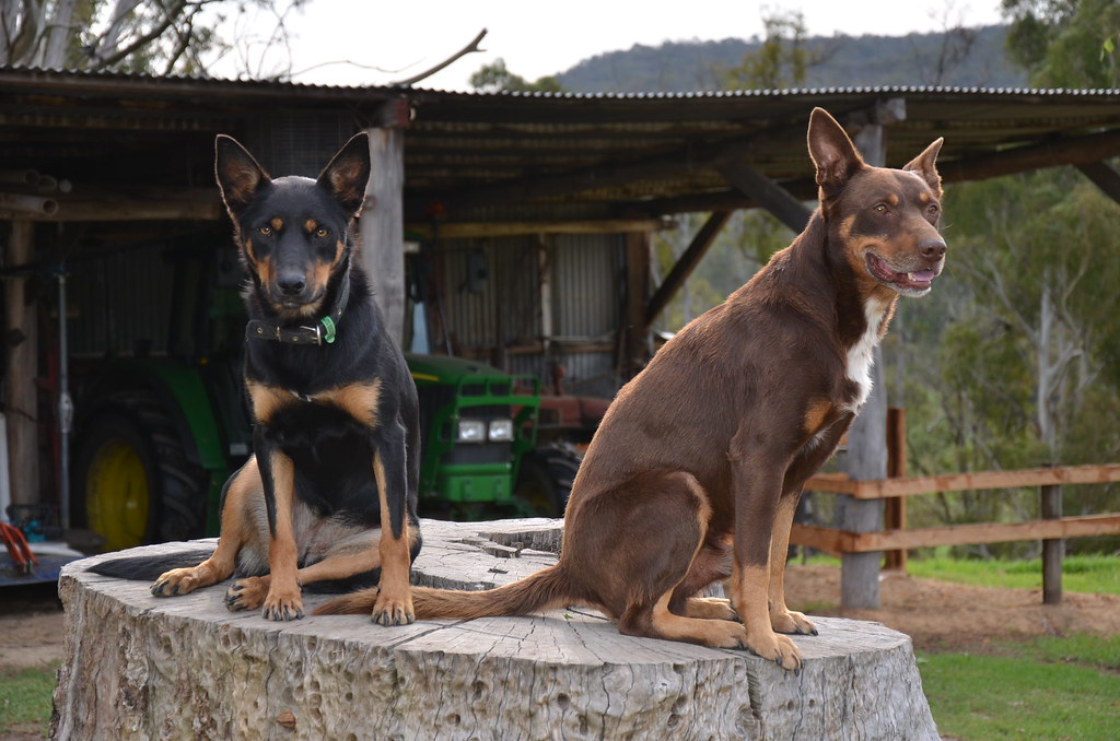 Australian Kelpies farm dogs, Victoria TheFingerboards Flickr
