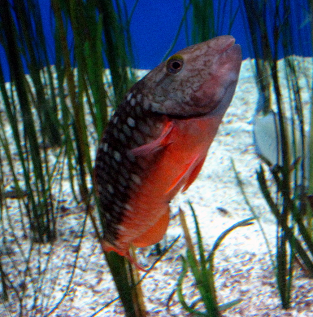 Tampa Channelside The Florida Aquarium Small Fish (2… Flickr