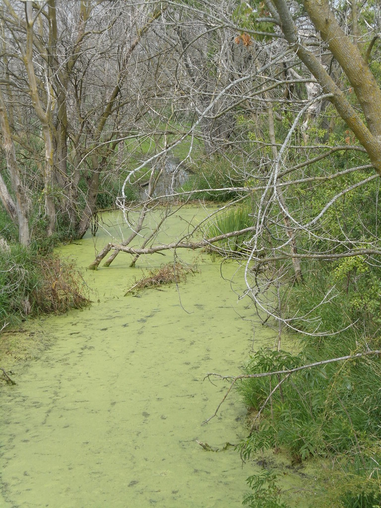 Otter Creek Walk, Elgin Il It's slimy but what a great gre… Flickr