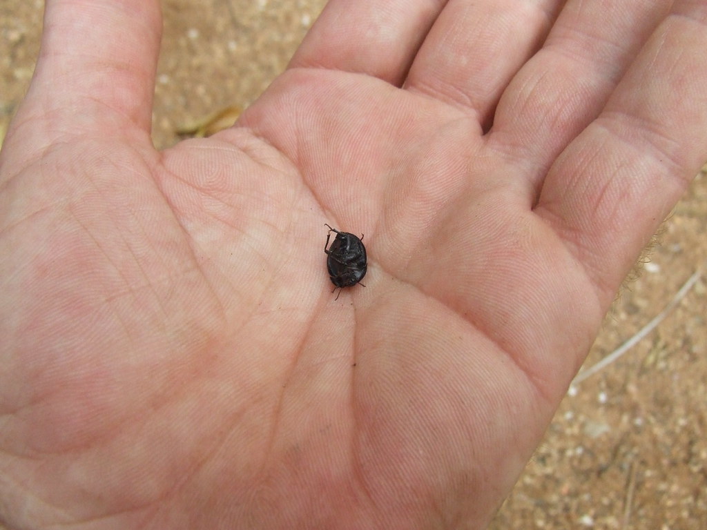 Tenebrionidae>Pterohelaeus? Darkling beetle 201209180022 Flickr