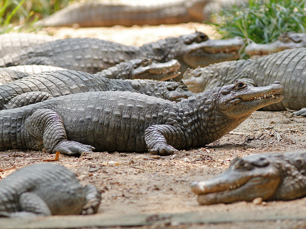 Muggers A group of young Mugger Crocodiles. Also called th… Flickr