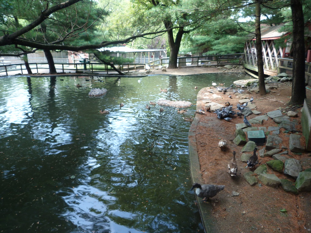 Beardsley Zoo Wildlife Pond, Beardsley Zoo, Bridgeport, Co… Flickr