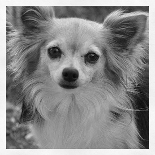 10. Black + white. FMSphotoaday Chihuahua longhaired Flickr