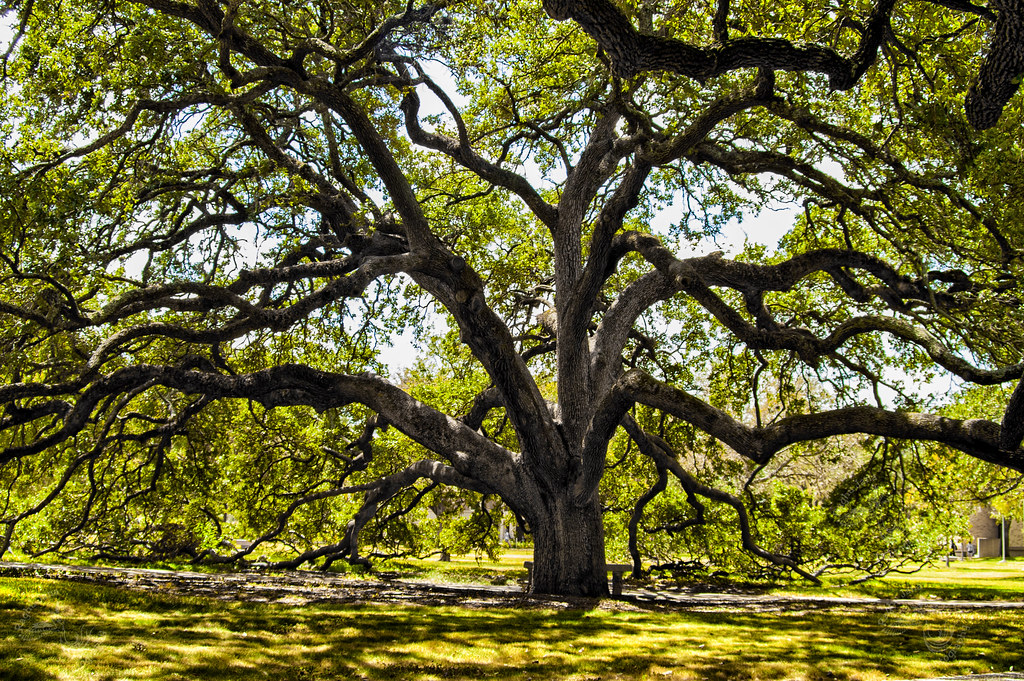 What Does An Oak Tree Symbolize Marriage SARPO