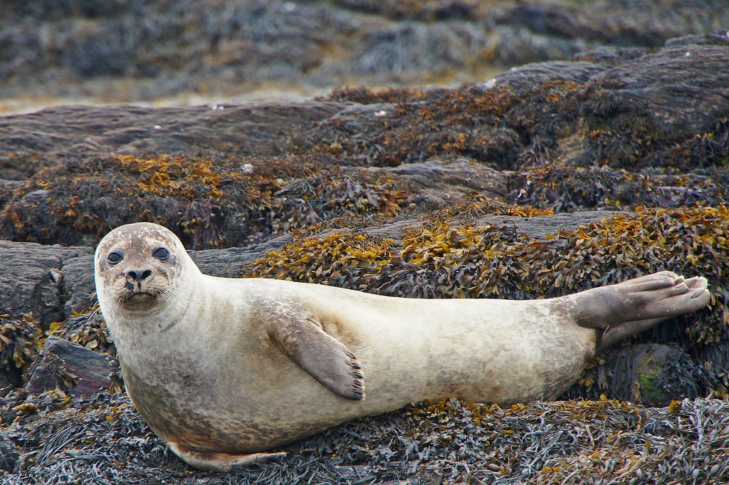 Irish Seal SONY DSC GregCologne Flickr