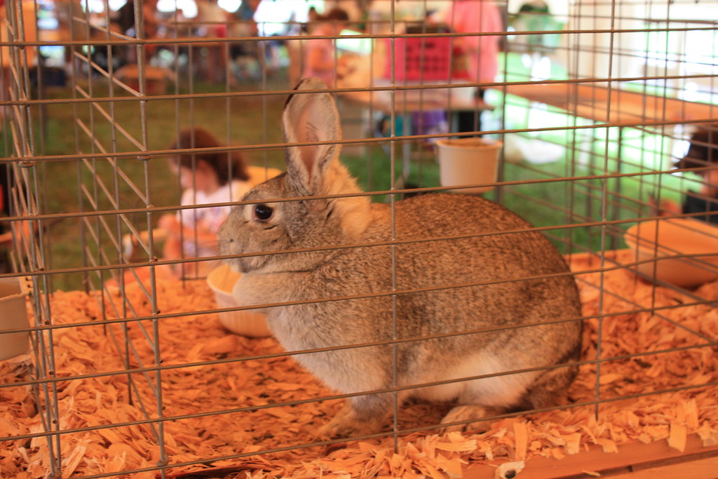 IMG_7140 The Montgomery County 4H fair is held each year … Flickr
