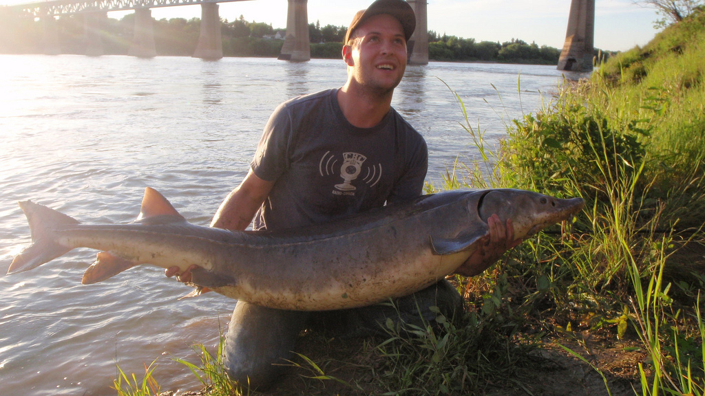 Lake Sturgeon Saskatoon Percidae Flickr