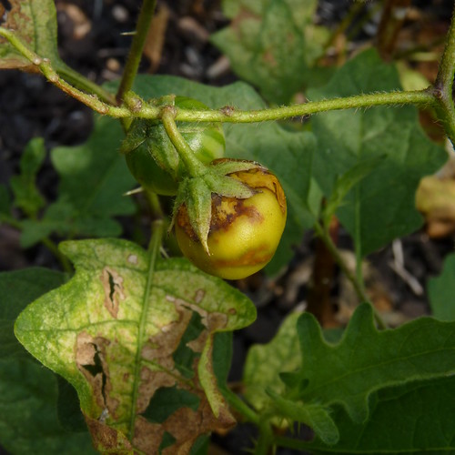 Carolina Toxic! Dendroica cerulea Flickr