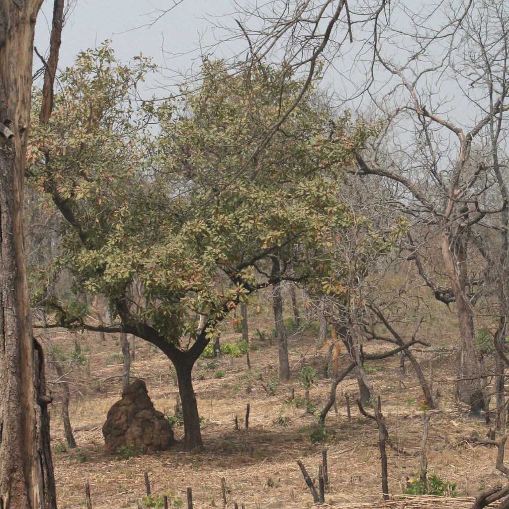 Trees in Nigeria IMG_2353_CR2_v1 Tree with leaves Carola Bieniek