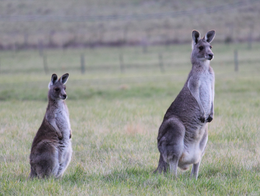 Kangaroos, Woodlands Historic Park Shot through a fence … Flickr