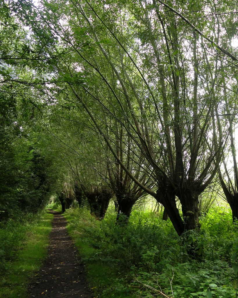 Pollarded Willows, Thatcham Reedbed Nature Reserve Flickr