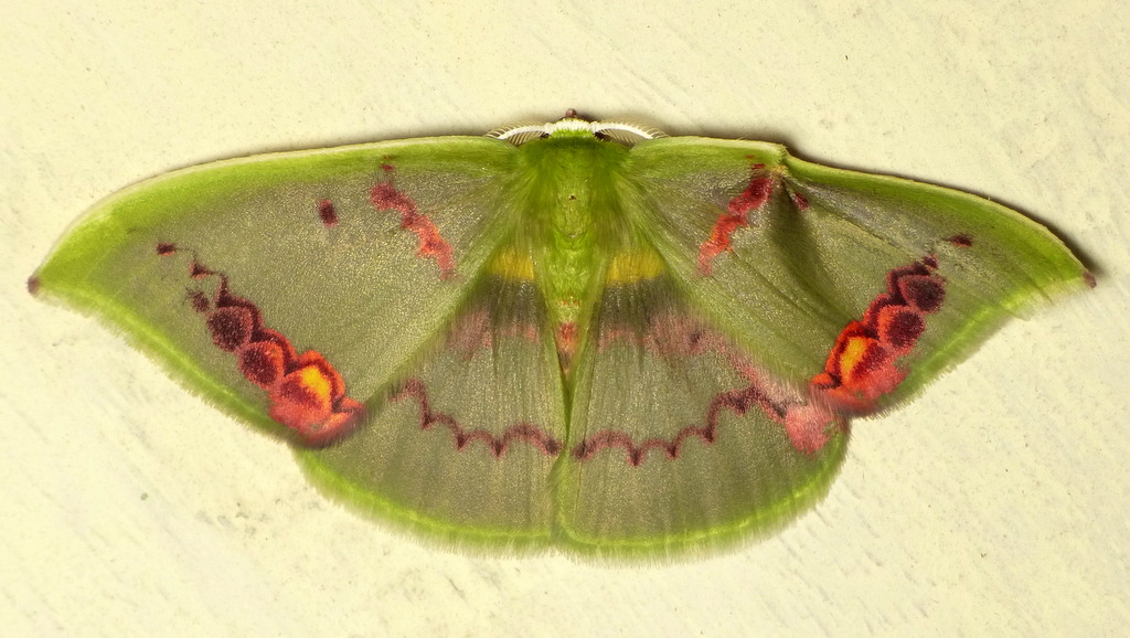 Geometer Moth, Rhodochlora exquisita? Andreas Kay Flickr