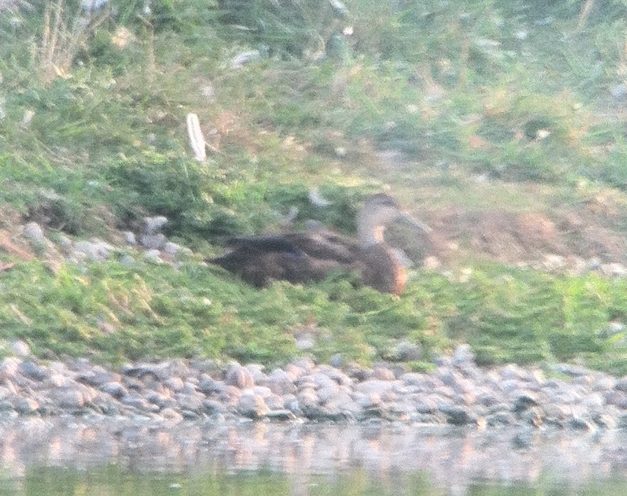 Mystery Duck, Caledonia Waste Water Facility, September 3,… Flickr