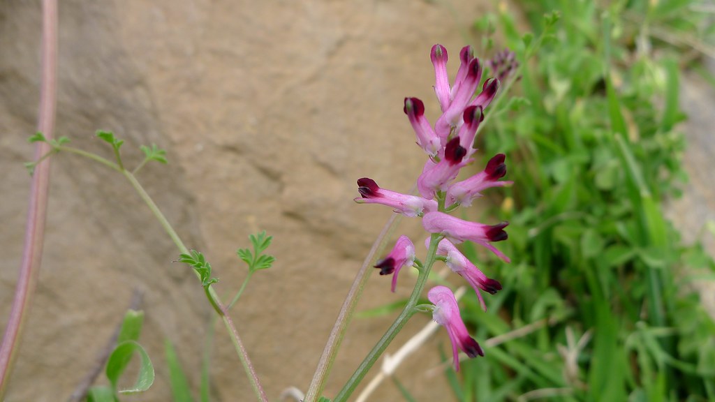 Fumaria flowers Sticky weed, Fumaria. Dargo VIC Australia,… Flickr