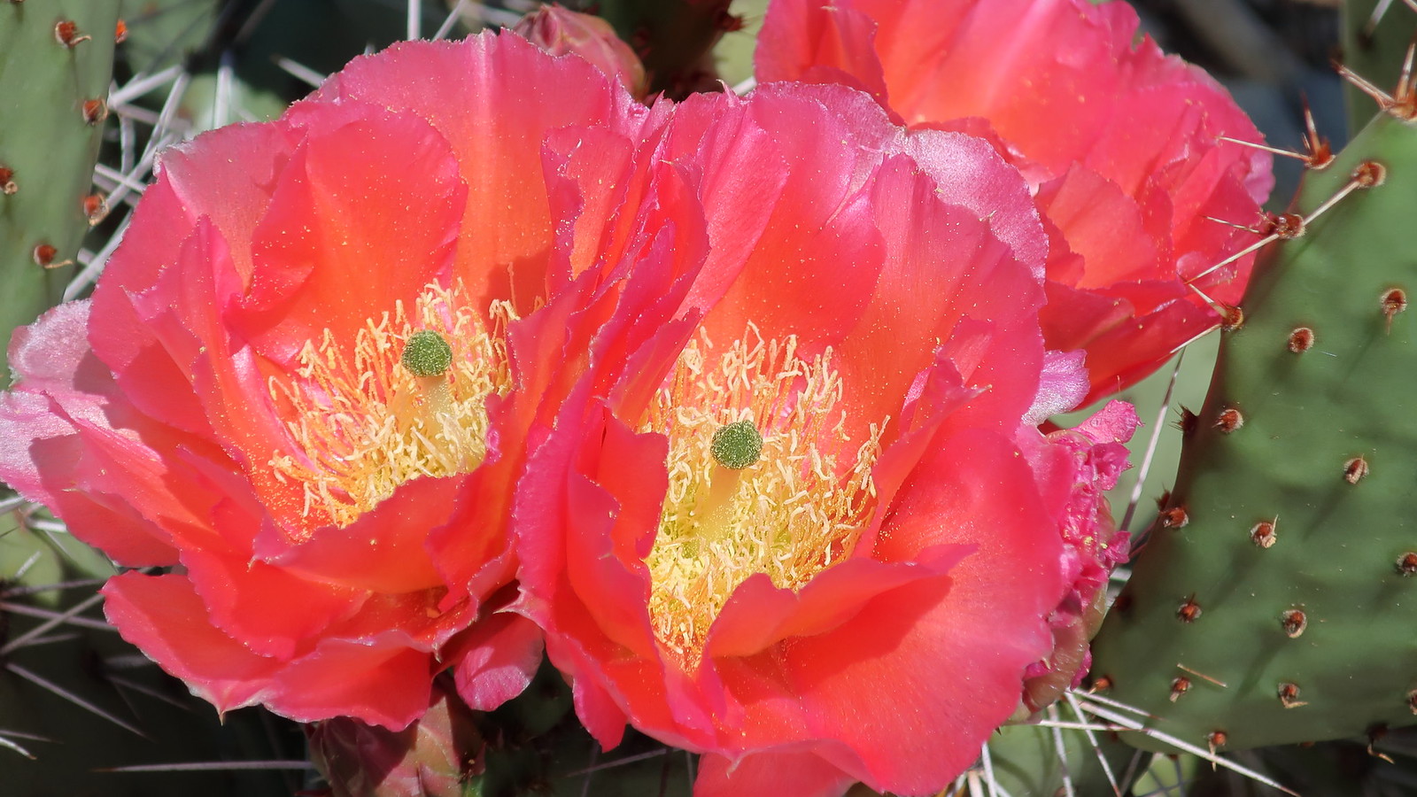 Waterwise Botanicals Nursery, Bonsall CA, April 11, 2018 Flickr