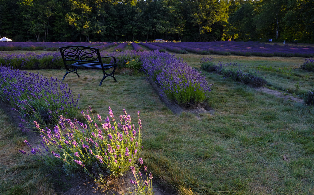Laveanne Lavender farm DSCH1572 Albert Leung Flickr