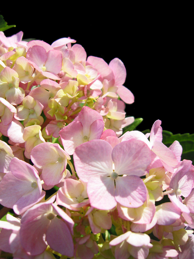 Hydrangea Close Up A close up shot of a beautiful Hydrange… Flickr