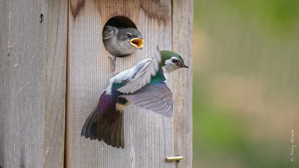 10 Other Birds That Nest in Bluebird Houses Bluebird Landlord