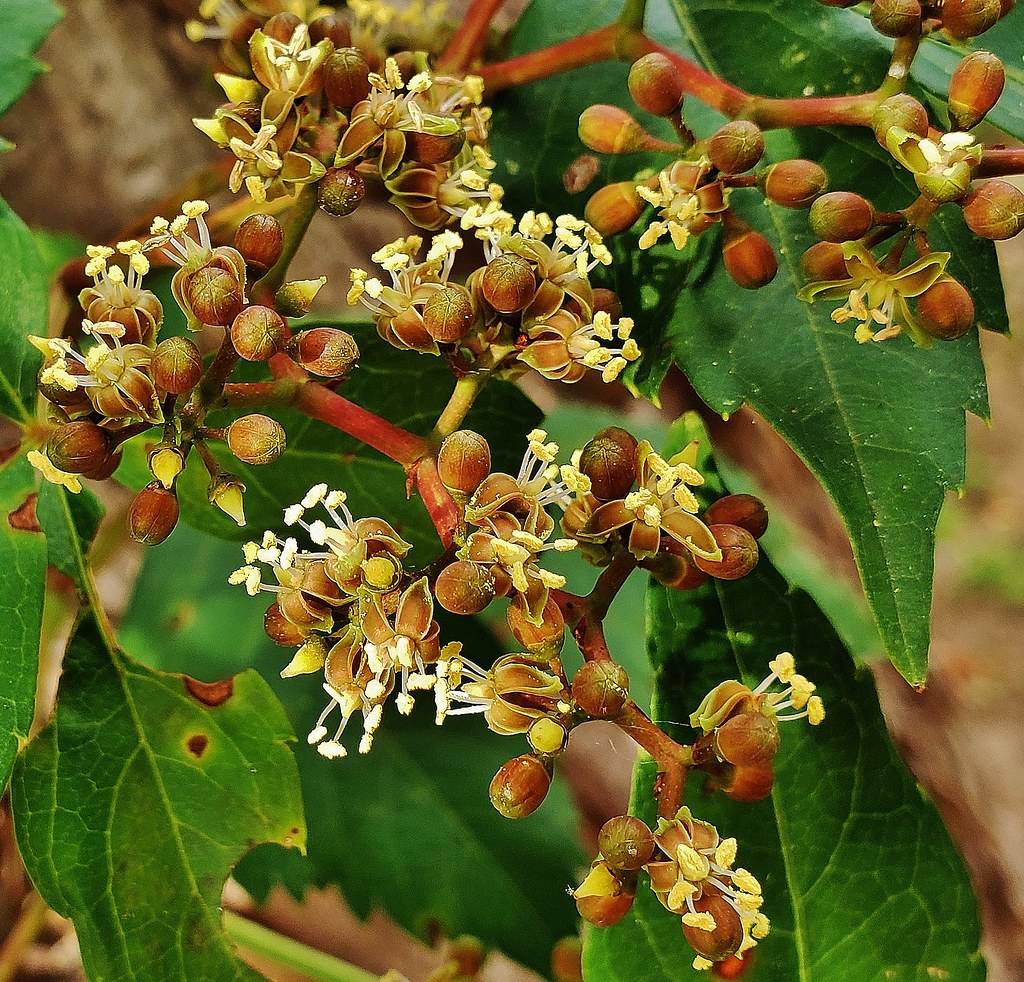 Virginia Creeper Flowers This is a picture of Virginia Cre… Flickr