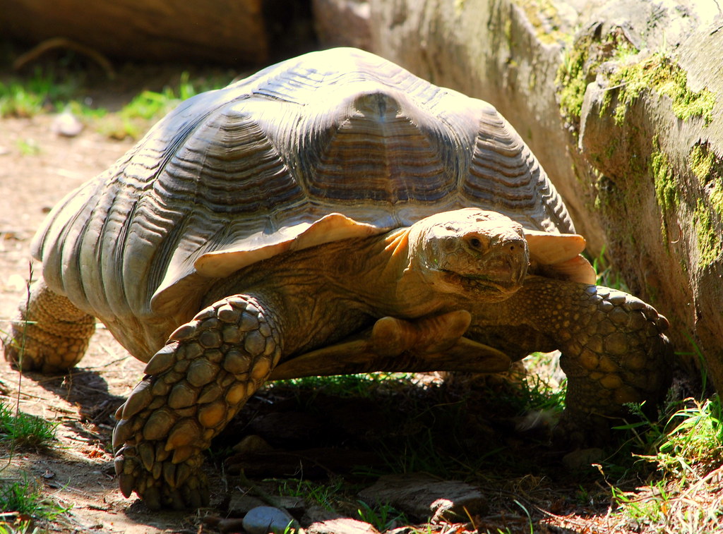 DRY LAND TURTLE...MOWING IT'S WAY ACROSS IT'S PADDOCK AND … Flickr