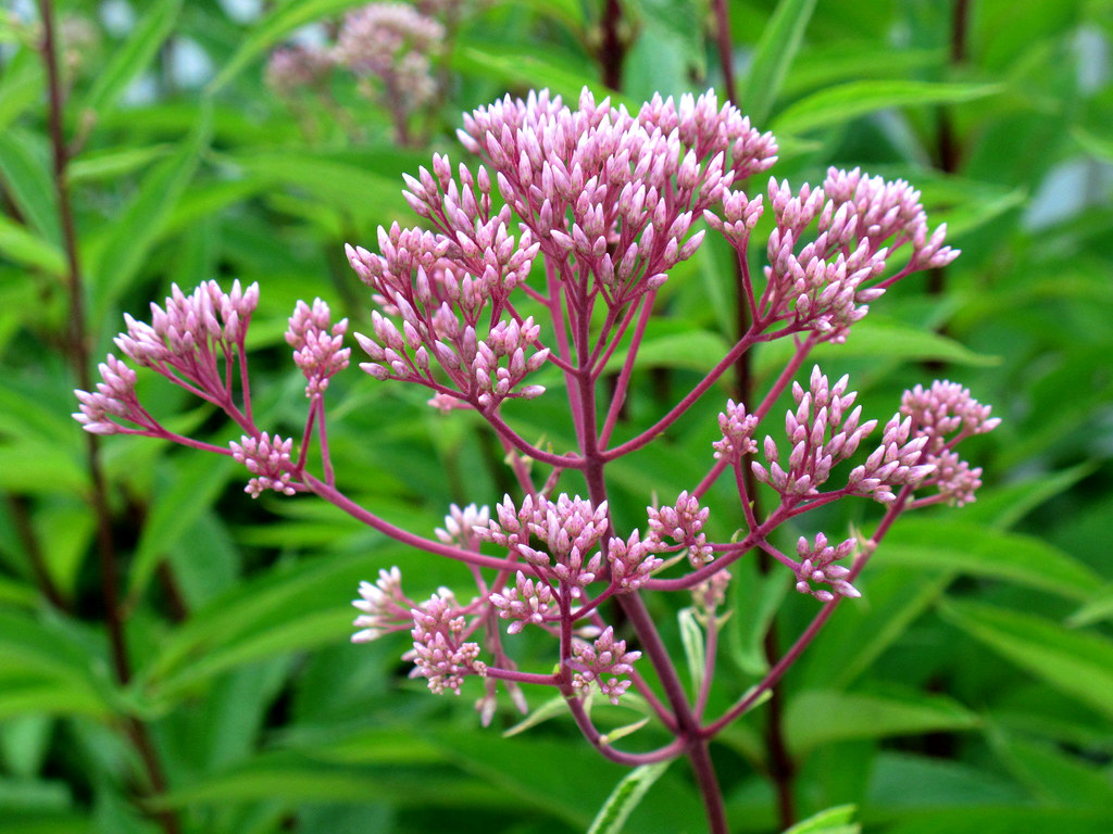 Kentlands, Flowers IMG_3114 A July 11, 2012 photowalk thro… Flickr