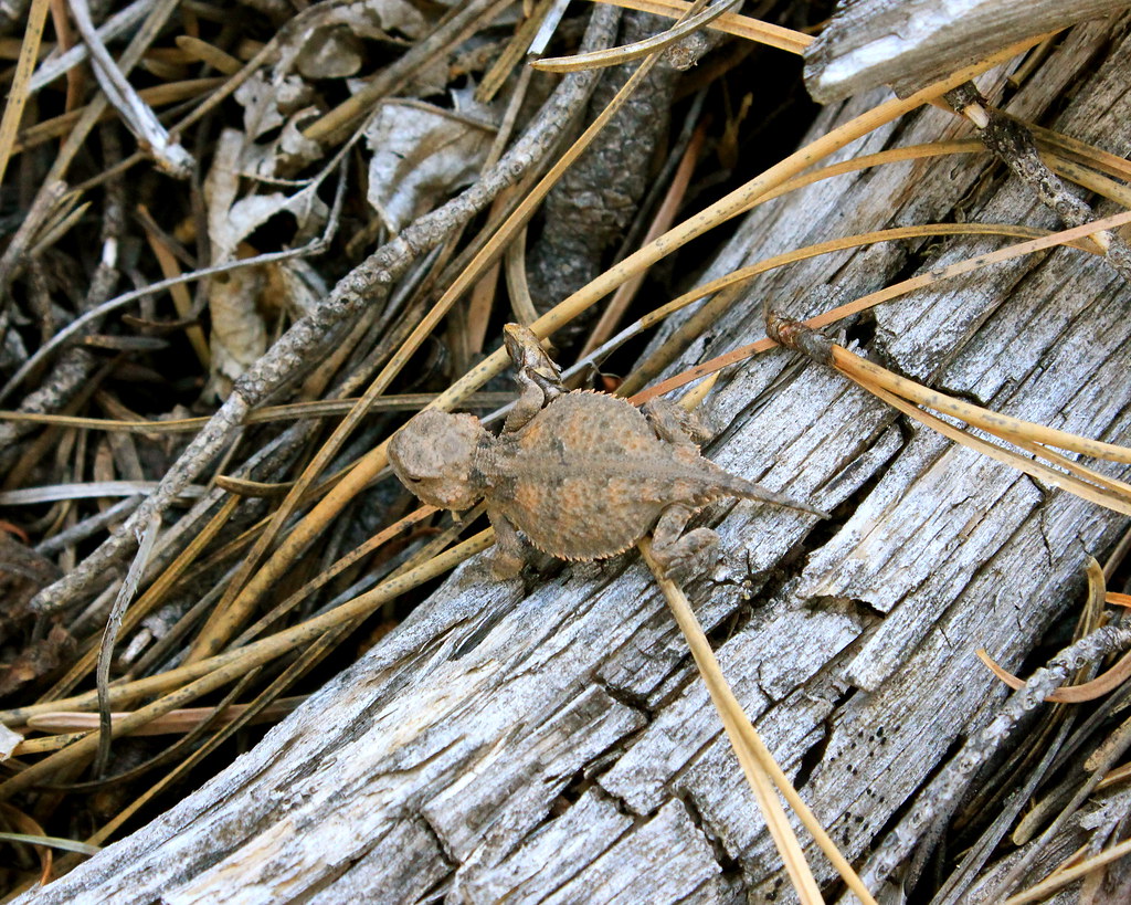 Horned Toad Lizard! cam fortin Flickr