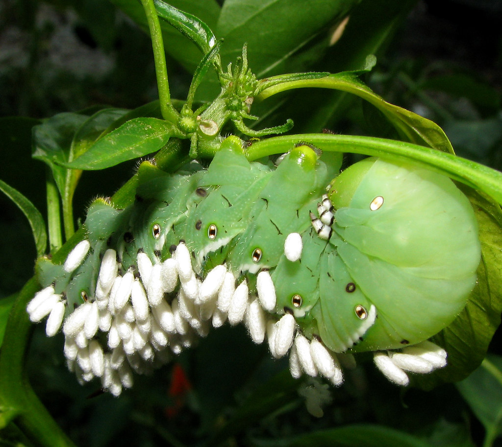 Tomato Hornworm I would have never noticed these guys if i… Flickr