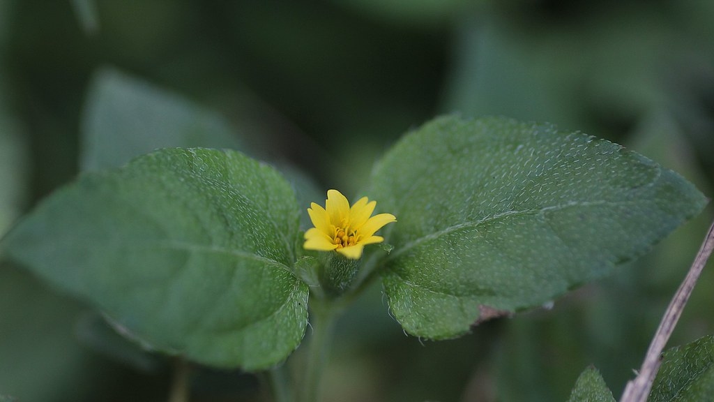 Straggler Daisy (Calyptocarpus vialis) San Jacinto Battleg… Flickr