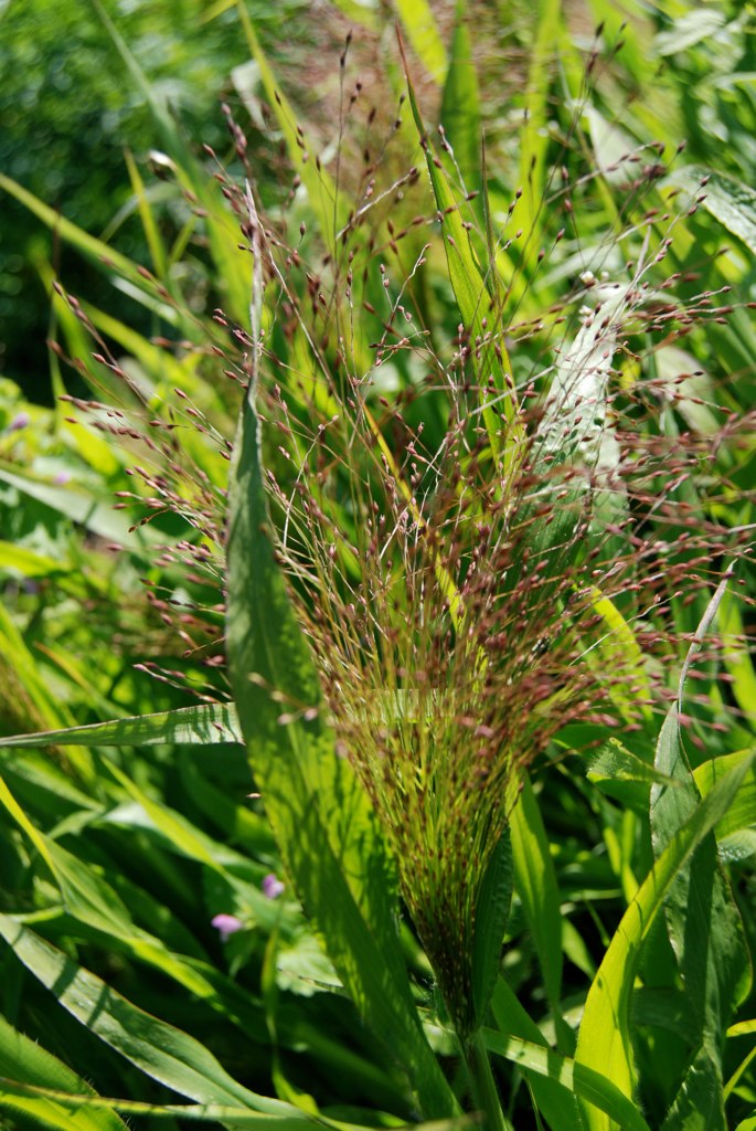 Frosted Explosion grass Jello Mold Farm Jello Mold Farm Flickr
