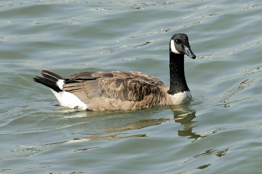 Canada Goose 1013 New York Andrew Hazen Flickr