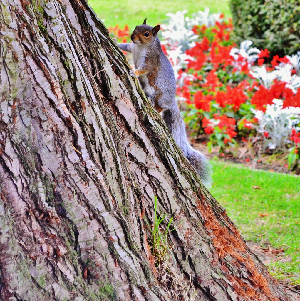 Squirrel at Cyfarthfa Castle Some squirrel facts A squirr… Flickr